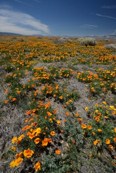 california poppies at antelope valley poppy reserve