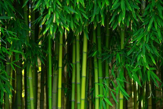 green bamboo stem in a japanese garden