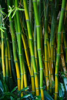 green bamboo stem in a japanese garden