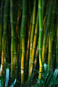 green bamboo stem in a japanese garden