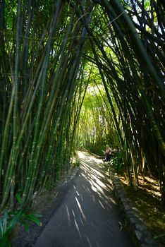 bamboo tree tunnel in a japanese garden