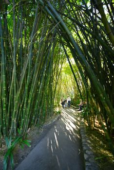 bamboo tree tunnel in a japanese garden