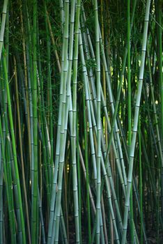 green bamboo stem in a japanese garden