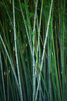 green bamboo stem in a japanese garden