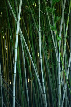 green bamboo stem in a japanese garden