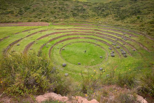 Inca ancient agriculture test farm in Peru