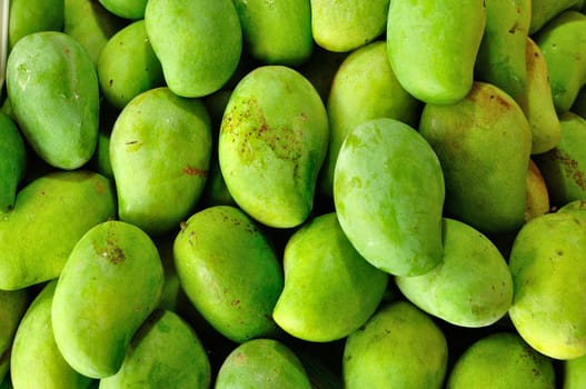 Background of Green Mangoes for use as Illustration