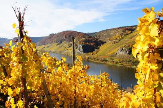 gelbes Weinlaub an der Mosel bei Burg
