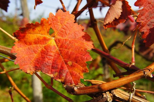 einzelnes rotes Weinblatt

