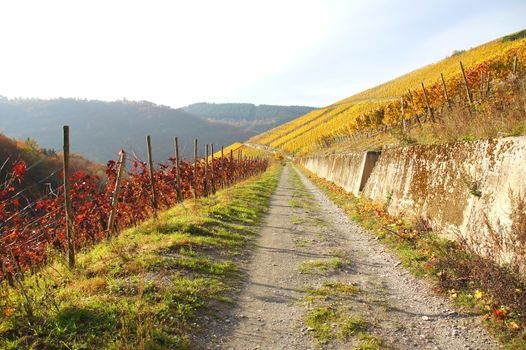 Weg durch die herbstlichen Weinberge

