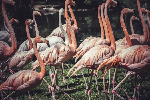 group of flamingos with long necks and beautiful plumage