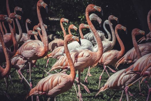 group of flamingoes with long necks and beautiful plumage