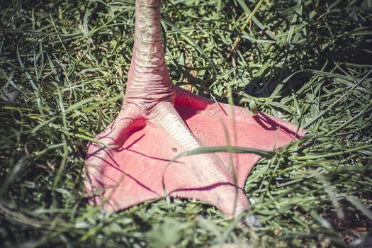 detail flamingo leg resting on the grass