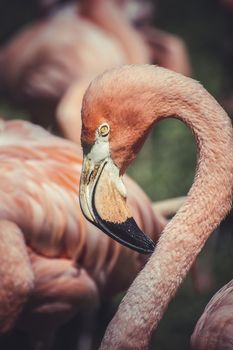 caribbean pink , detail of flamingo head with long neck