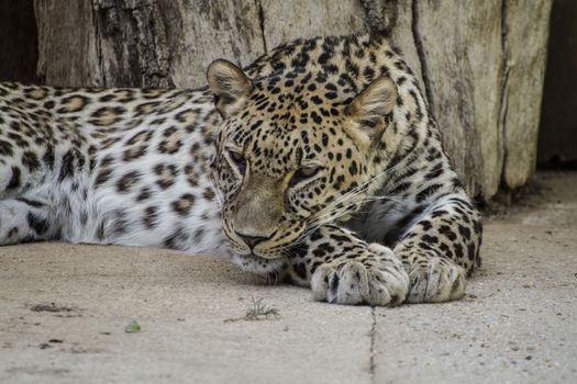 Powerful leopard resting, wildlife mammal with spot skin