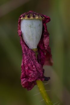 Original macrophotography of a withered poppy flower