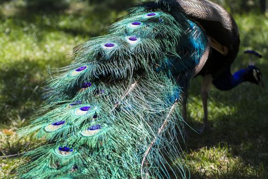 elegance, beautiful peacock with colorful feathers