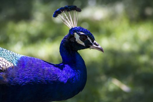 bird, beautiful peacock with colorful feathers