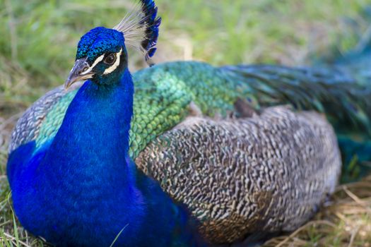 tropical, beautiful peacock with colorful feathers