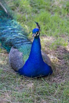 majestic beautiful peacock with colorful feathers