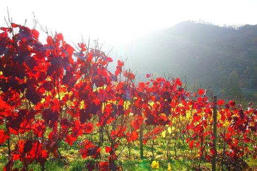 gelb-roter Weingarten im Gegenlicht
