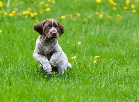 puppy running in the dandelions - german shorthaired pointer puppy