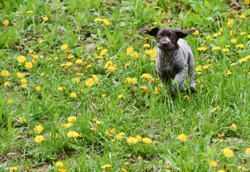 german shorthaired pointer running in the grass - 8 weeks old