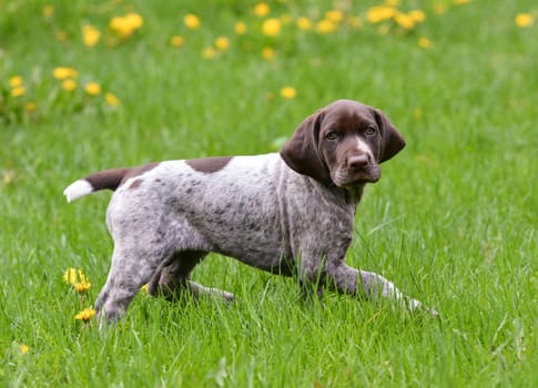 puppy running in the dandelions - german shorthaired pointer puppy