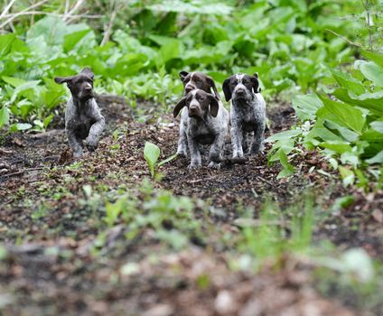 german shorthaired pointer litter running in the forest - 8 weeks old