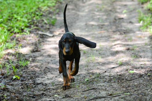 black and tan coonhound walking on a trail in the woods