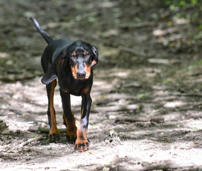 black and tan coonhound walking on a trail in the woods