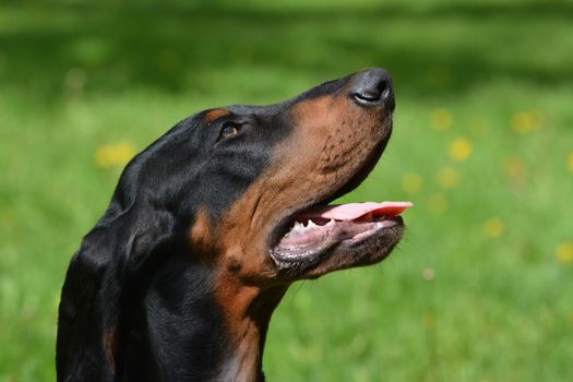 black and tan coonhound portrait outdoors