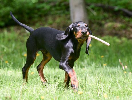 black and tan coonhound playing fetch with a stick