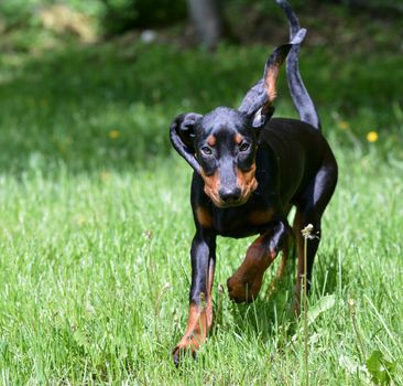 black and tan coonhound puppy running in the grass