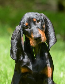 black and tan coonhound portrait outside in grass