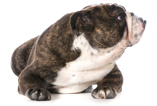 english bulldog looking to the side on white background