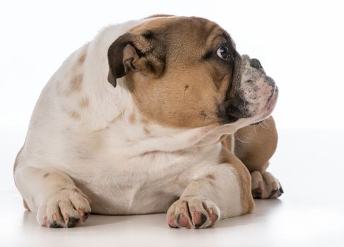 english bulldog puppy laying down looking to the side on white background