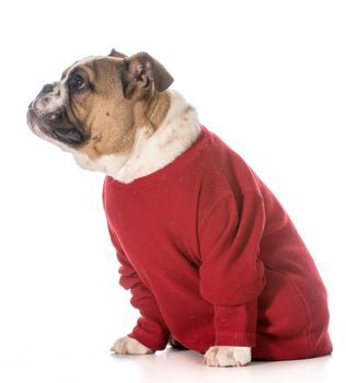 english bulldog puppy wearing red sweater on white background