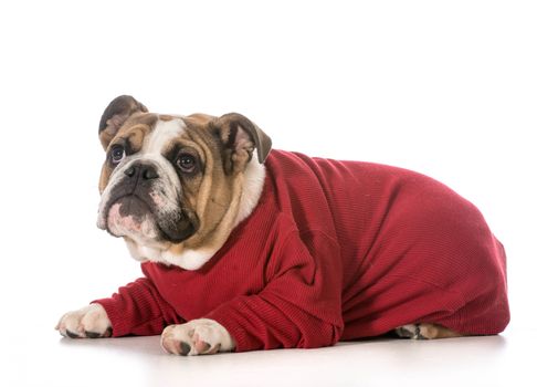 english bulldog puppy wearing red sweater on white background