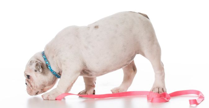 english bulldog wearing leash and collar on white background