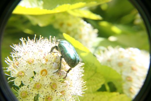 June bug in the garden