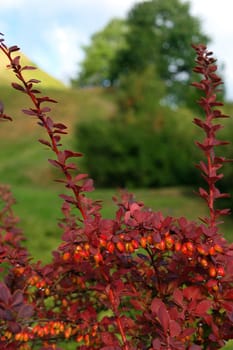 Berberis thunbergii