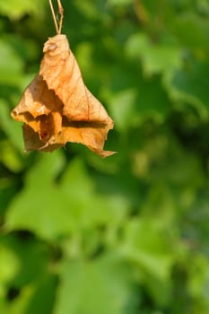 first sign of autumn