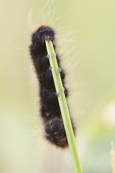 Detail of the woolly bear eating grass