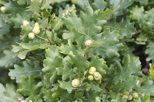 Detail of the acorns and oak leaves
