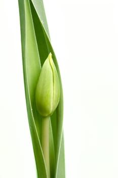 Detail of the papula of tulip