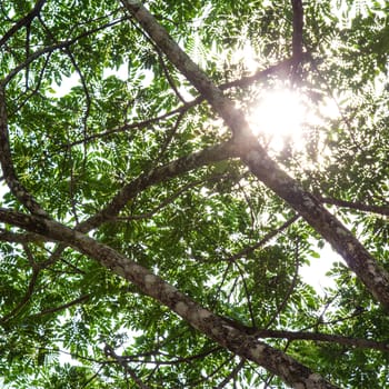 Under the tree with branch and green leaves