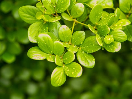 Branch leaves on natural with green background