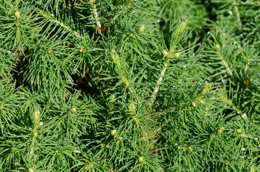 close up of young pine branch with dew drops
