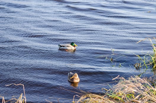 two ducks floating peacefully in the water in winter time